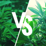Indica ou Sativa ? Non, non, non !