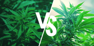 Indica ou Sativa ? Non, non, non !