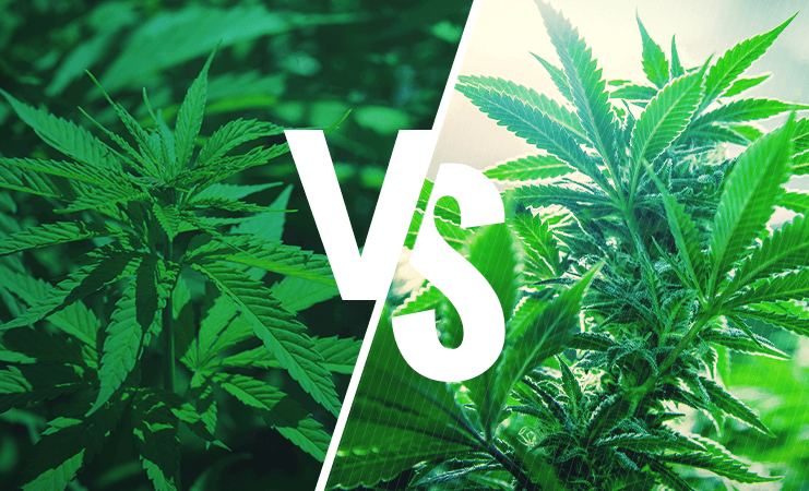 Indica ou Sativa ? Non, non, non !