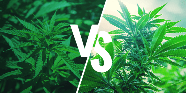 Différence Indica vs Sativa : Pourquoi ce n&rsquo;est plus d&rsquo;actualité ?
