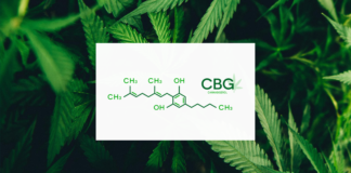 Les meilleures variétés et graines CBG (Tout Savoir)