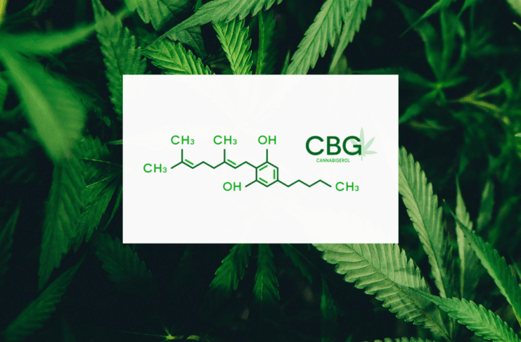 Les meilleures variétés et graines CBG (Tout Savoir)