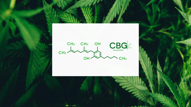 Les meilleures variétés et graines CBG (Tout Savoir)
