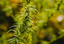 Les Cannabacées : différences entre chanvre et cannabis