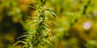 Les Cannabacées : différences entre chanvre et cannabis