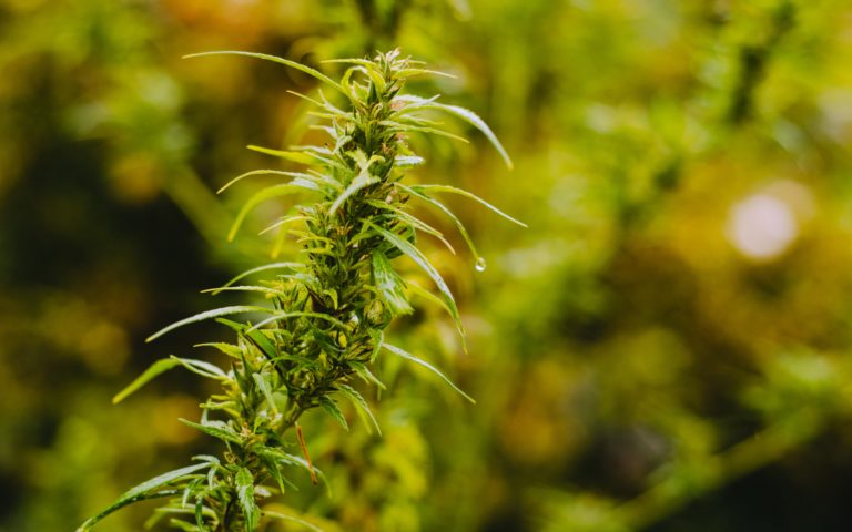 Les Cannabacées : différences entre chanvre et cannabis