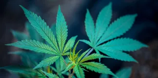 roberto-valdivia-unsplash