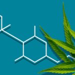 Delta-8 THC – Le cannabinoïde en vogue dont tout le monde parle aux USA