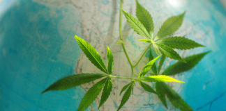Légalisations et législations cannabis