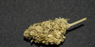 Orange Bud CBG – Hanfliebe : le test