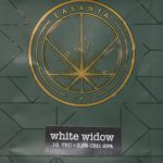La Santa – White Widow : Test