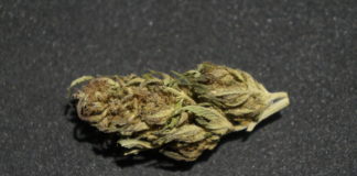 Mistabudz – Lemon Cookies Outdoor – Test lemon cbd