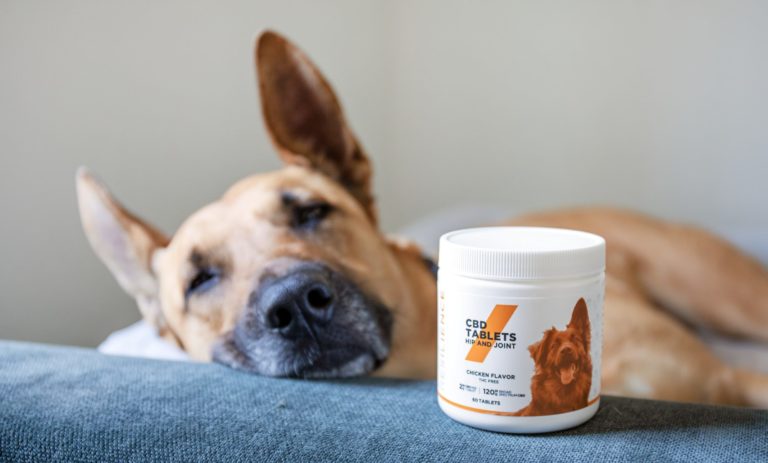 CBD & Animaux – Bon à Savoir