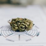 Les Plantes de Tomine – Lemonade – Avis lemon cbd