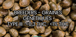 Graines, génétiques et variétés CBD