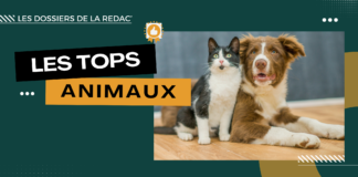 Les produits CBD pour animaux