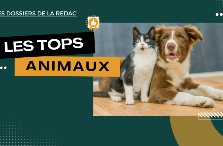 Les produits CBD pour animaux
