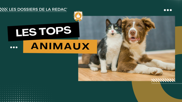 Les produits CBD pour animaux