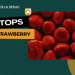 Les meilleures fleurs de CBD strawberry (et Bubblegum) Top Strawberry fraise