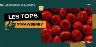Les meilleures fleurs de CBD strawberry (et Bubblegum) Top Strawberry fraise