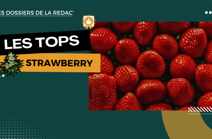 Les meilleures fleurs de CBD strawberry (et Bubblegum) Top Strawberry fraise