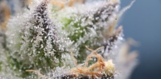 Après les terpènes, découvrez les composés organosulfurés !