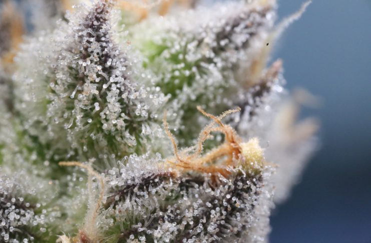 Après les terpènes, découvrez les composés organosulfurés !