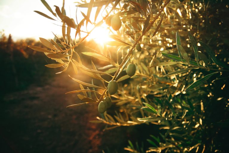 Faire de l&rsquo;huile d&rsquo;olive au CBD