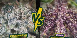 USA VS Suisse, les pineapples Honest