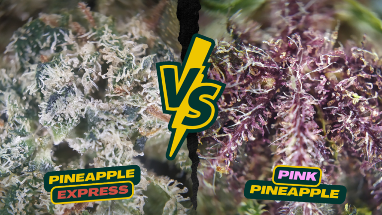 USA VS Suisse, les pineapples Honest
