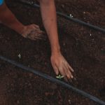 L’odyssée de la variété Kompolti (fem) : Phénotypes, terroirs…