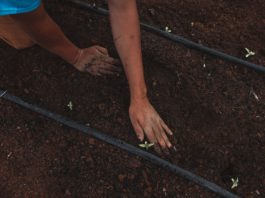 L’odyssée de la variété Kompolti (fem) : Phénotypes, terroirs…