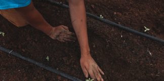 L’odyssée de la variété Kompolti (fem) : Phénotypes, terroirs…