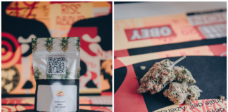 Une landrace hawaïenne chez Honest !