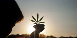 Dépénalisation, légalisation du cannabis : un modèle idéal ?