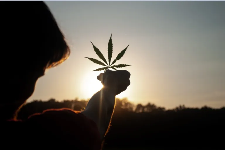 Dépénalisation, légalisation du cannabis : un modèle idéal ?