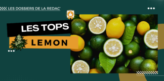 Notre sélection des meilleures Lemon CBD