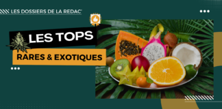 Les meilleures fleurs CBD exotiques et singulières