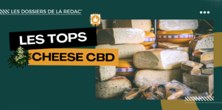 Les meilleures cheese CBD Top cheese