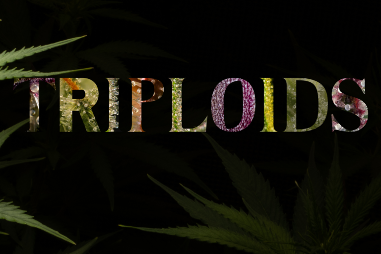 Le cannabis triploïdes, le futur ?