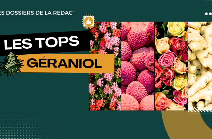 Les variétés CBD avec du géraniol (litchi-rose-geranium)