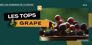 Notre sélection des meilleures variétés Grape CBD (raisin et vin)