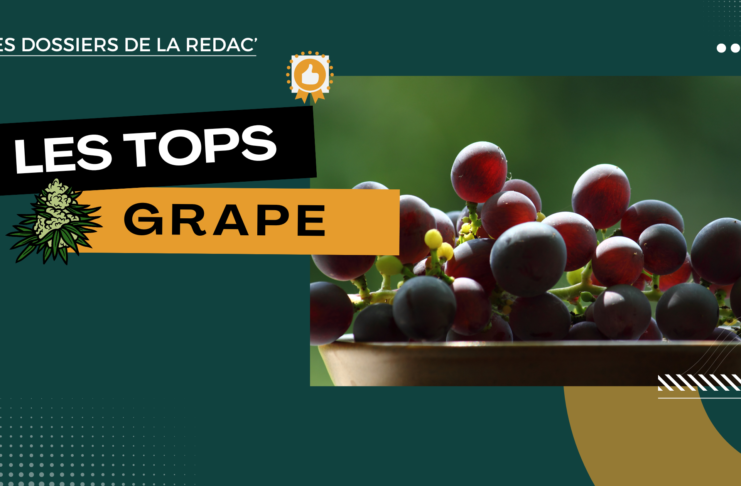 Notre sélection des meilleures variétés Grape CBD (raisin et vin)