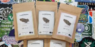 Je teste 5 autres variétés de Canebiera !