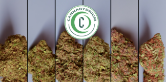 Nath et Max découvrent CannaByDrium