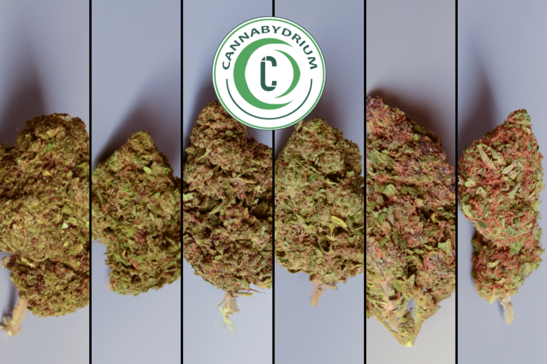 Nath et Max découvrent CannaByDrium