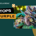 Purple, variétés, phénos : notre sélection