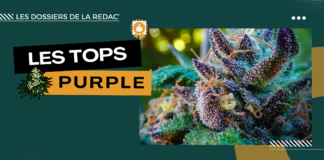 Purple, variétés, phénos : notre sélection
