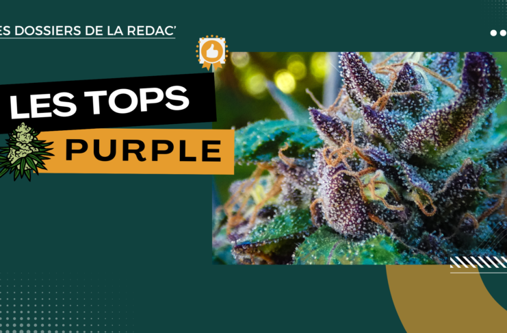 Purple, variétés, phénos : notre sélection