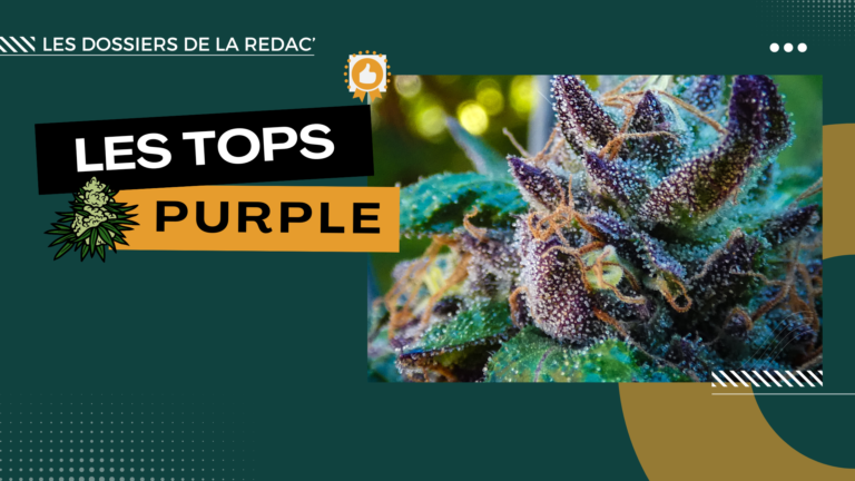 Purple, variétés, phénos : notre sélection